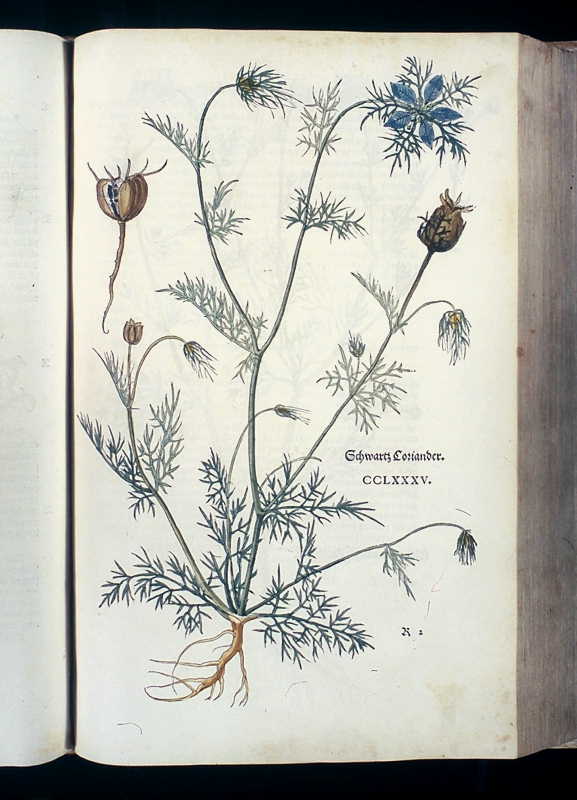 Abbildung Schwartz Coriander